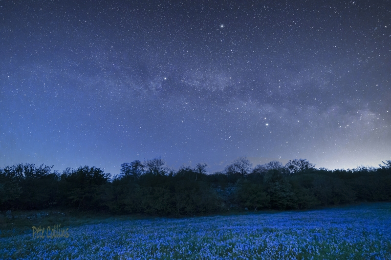 Midnight bluebells & the Milky Way, Oxenber Wood, Austwick