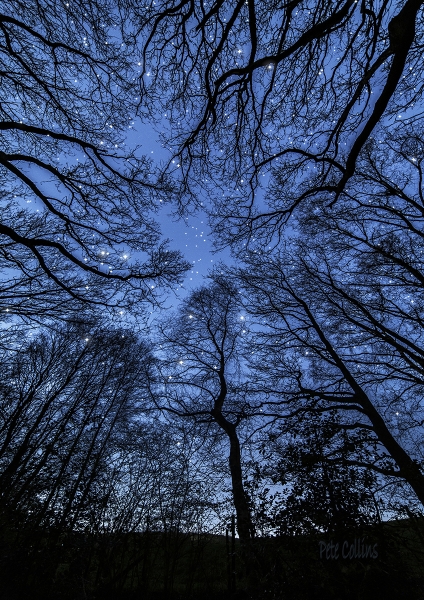 Trees 'n Stars, Lords Wood, Middleton