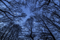 Trees 'n Stars, Lords Wood, Middleton