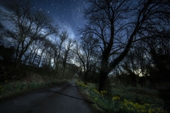 Moonlit daffodils & stars, Ingleton